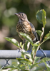 American Robin juvenile